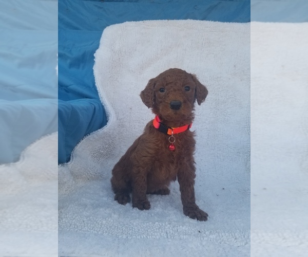 Medium Photo #16 Poodle (Standard) Puppy For Sale in LOWELL, AR, USA