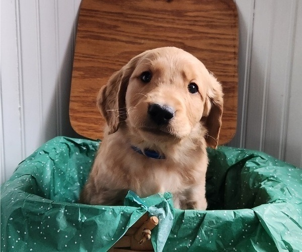 Medium Photo #3 Golden Retriever Puppy For Sale in THOMASTON, ME, USA