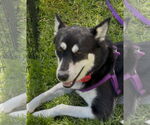 Small #17 Huskies  Mix