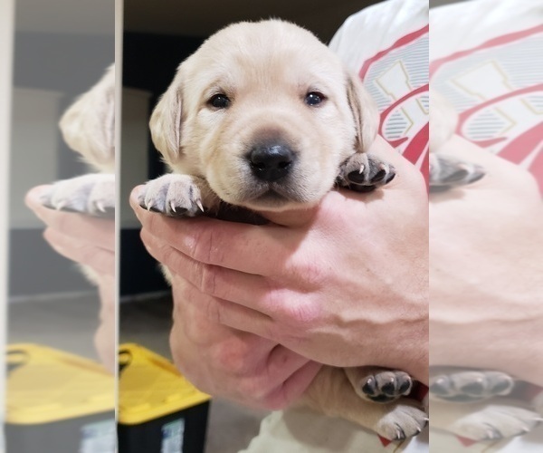 Medium Photo #86 Labrador Retriever Puppy For Sale in OLYMPIA, WA, USA