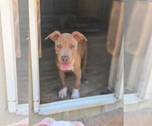 Labrador Retriever-Unknown Mix Dogs for adoption in The Woodlands, TX, USA