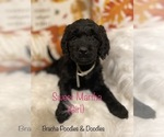 Small #2 Goldendoodle