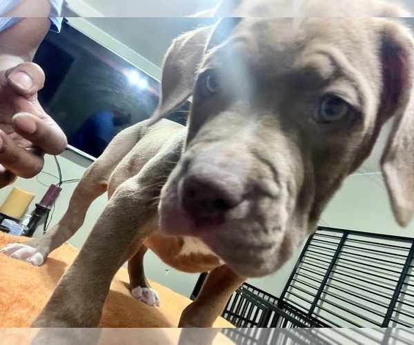 Medium Photo #13 American Bully Puppy For Sale in SNELLVILLE, GA, USA