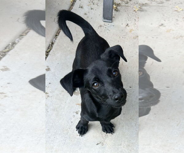 Medium Photo #2 Dachshund-Unknown Mix Puppy For Sale in Phoenix, AZ, USA