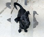 Small #1 Dachshund Mix