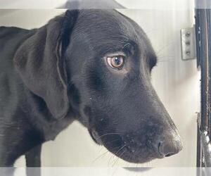 Labrador Retriever Dogs for adoption in Houston, TX, USA