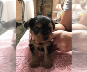 Australian Yorkshire Terrier Puppy for sale in STATESVILLE, NC, USA