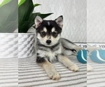 Small #3 Pomsky