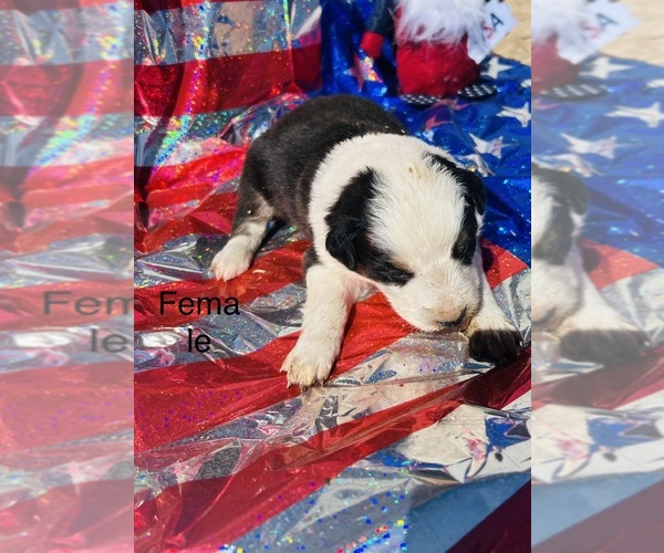 Medium Photo #9 Australian Shepherd Puppy For Sale in COTOPAXI, CO, USA