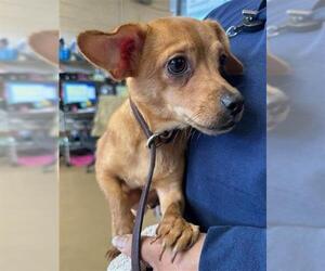 Chihuahua-Unknown Mix Dogs for adoption in Chula Vista, CA, USA
