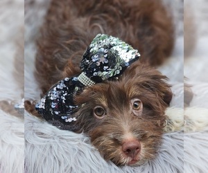 Aussie-Poo Puppy for sale in INDIANAPOLIS, IN, USA