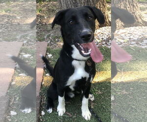 Borador Dogs for adoption in Newfoundland, PA, USA