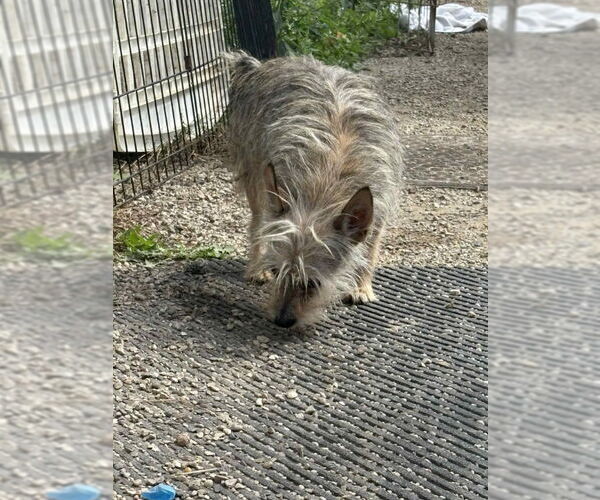 Medium Photo #5 Mutt Puppy For Sale in Mukwonago, WI, USA