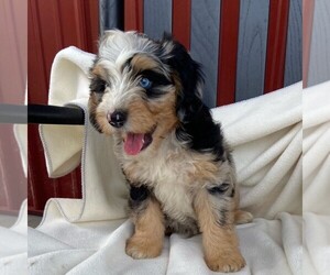 Bernedoodle-Poodle (Miniature) Mix Puppy for sale in FORT PLAIN, NY, USA