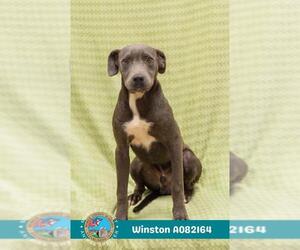 Labrador Retriever-Unknown Mix Dogs for adoption in Mobile, AL, USA