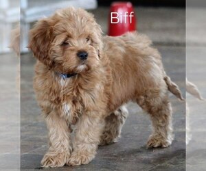 Cockapoo Puppy for Sale in LOYAL, Wisconsin USA