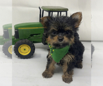 Small Photo #2 Shorkie Tzu Puppy For Sale in SELLERSBURG, IN, USA