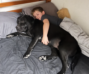 Mother of the Labrador Retriever puppies born on 05/02/2025