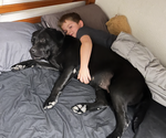Small Photo #1 Labrador Retriever Puppy For Sale in BUCKEYE, AZ, USA