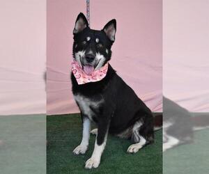 Gerberian Shepsky Dogs for adoption in Bakersfield, CA, USA