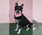 LAVA CAKE - Female Gerberian Shepsky Dog for Adoption - Small photo