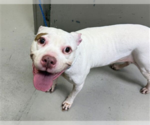 Medium Photo #1 Mutt Puppy For Sale in Sanford, FL, USA