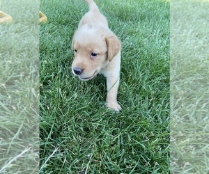 Golden Labrador Puppy for sale in CHARLES CITY, IA, USA