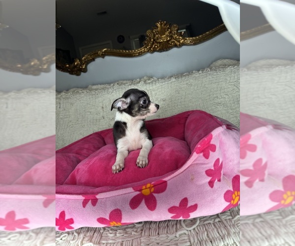 Medium Photo #4 Chihuahua Puppy For Sale in MONROE, NC, USA