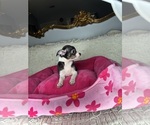 Small #3 Chihuahua