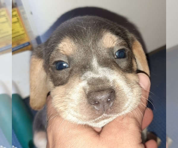 Medium Photo #1 Beagle Puppy For Sale in CARTHAGE, TX, USA