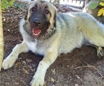 Small Photo #23 Anatolian Shepherd-Great Pyrenees Mix Puppy For Sale in AGOURA HILLS, CA, USA