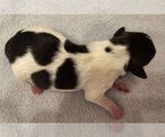 Small #5 Chihuahua Mix