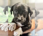 Small #1 Chihuahua Mix