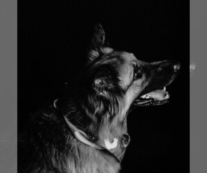 Pippi - Female German Shepherd Dog Dog for Adoption - Photo #26