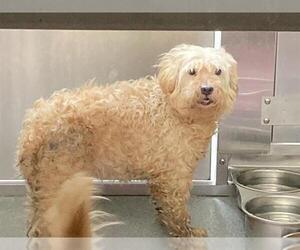 Poodle (Miniature)-Unknown Mix Dogs for adoption in Orange, CA, USA