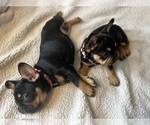 Small Photo #5 French Bulldog Puppy For Sale in WOODBRIDGE, NJ, USA