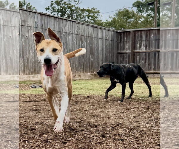 Medium Photo #6 Labrador Retriever-Plott Hound Mix Puppy For Sale in Houston, TX, USA