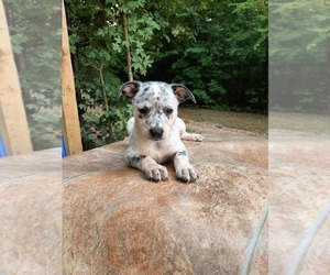 Australian Cattle Dog-Mountain Cur Mix Puppy for sale in CARTHAGE, TX, USA