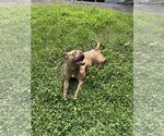 Small #20 American Bulldog Mix