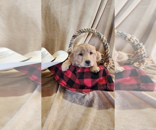 Medium Photo #5 Golden Retriever Puppy For Sale in GREENWOOD, WI, USA