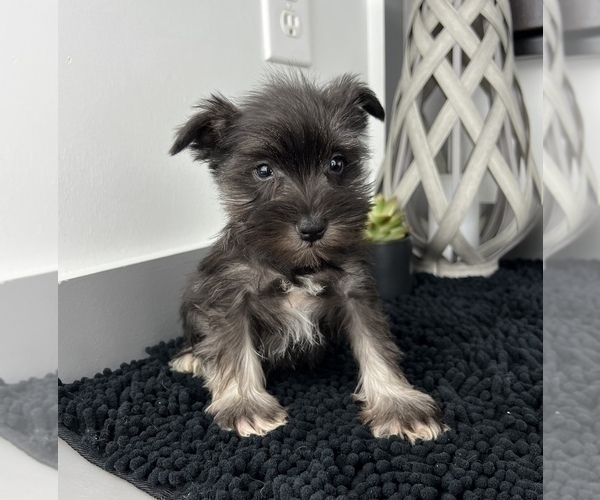 Medium Photo #9 Schnauzer (Miniature) Puppy For Sale in FRANKLIN, IN, USA