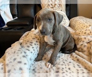 Staffordshire Bull Terrier Puppy for sale in SAINT CLOUD, FL, USA