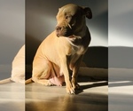 Small Photo #1 American Bully Puppy For Sale in ROCKFORD, IL, USA
