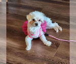 Small #1 Maltese