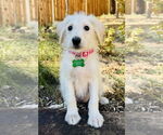 Small #2 Labrador Retriever