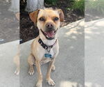 Small #9 Chihuahua Mix