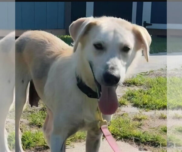 Medium Photo #2 Great Pyrenees-Unknown Mix Puppy For Sale in Coldwater, MI, USA