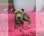 Small #2 American Staffordshire Terrier Mix