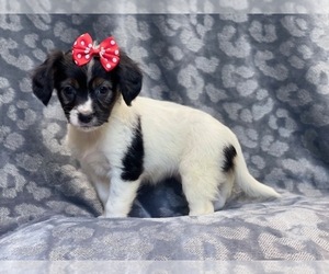 Border Collie-Cavalier King Charles Spaniel Mix Puppy for sale in LAKELAND, FL, USA