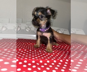 Chug-Silky Terrier Mix Dogs for adoption in GLENDALE, AZ, USA